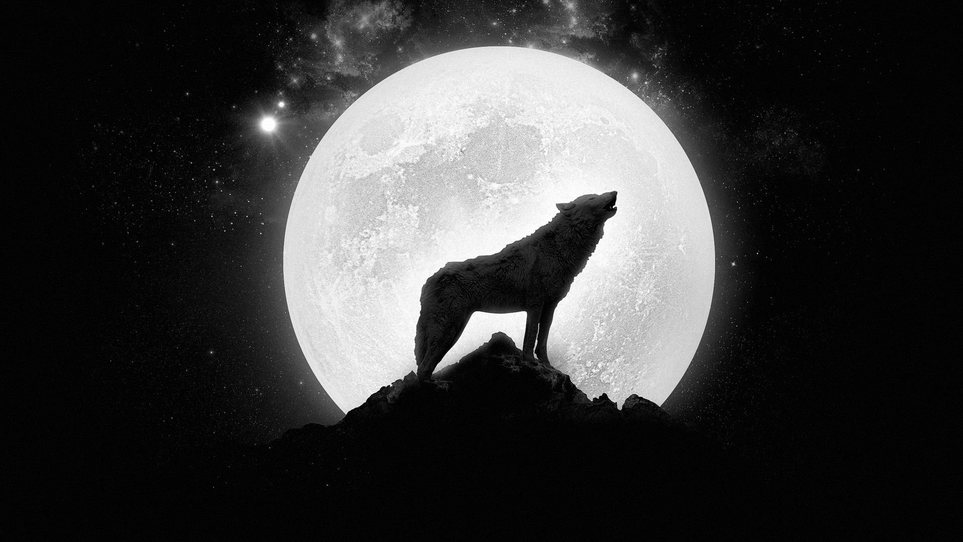 wolf